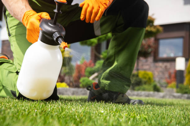 Best Termite Control Services  in Walbridge, OH