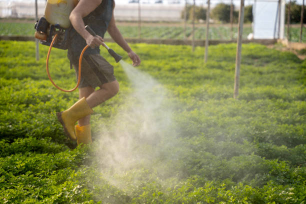 Best Wasp Removal Services  in Walbridge, OH