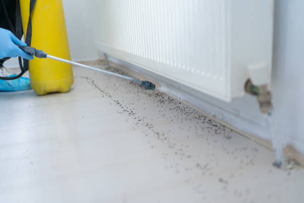Best Emergency Pest Control  in Walbridge, OH